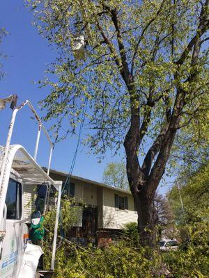 Tree trimming from a bucket.