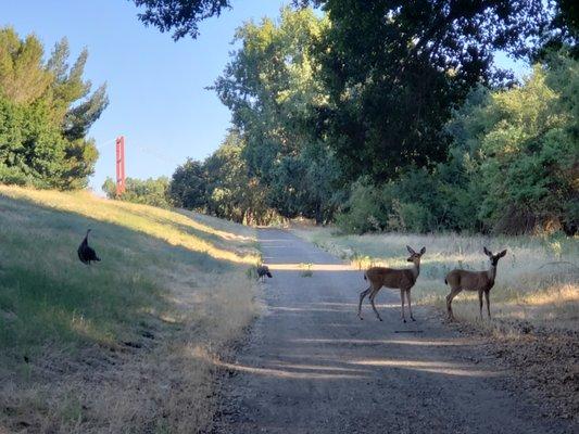 Trail access from our property, within walking distance of CSUS.