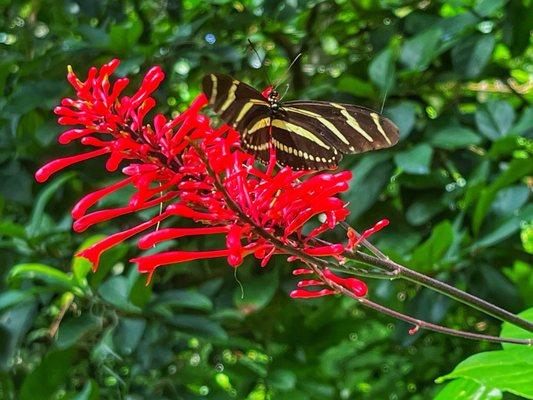 Butterfly enjoying one of many flowering plants