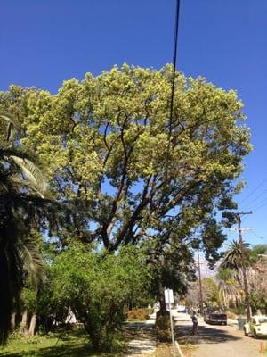 Deadwood canfor tree in upland with minor thinning