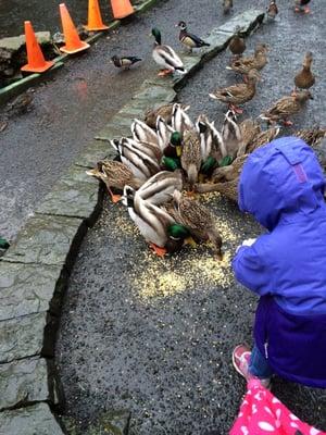 Feeding ducks cracked corn ! (No bread) Thanks!