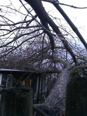 The branches that are on my neighbors patio cover