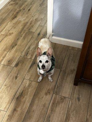 Our Chihuahua Carlos wearing the smallest bandanna offered at their register. It is green skulls and bones making rock symbols.