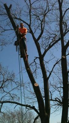 Roy's Tree Service