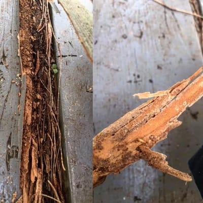 Termite Damage