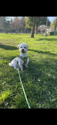 Just look at ears length. He doesn't look like a fluffy Maltese at all. Very unprofessional groomer