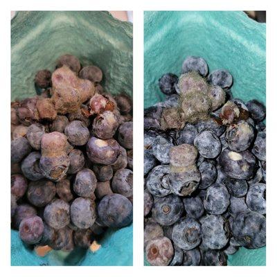 MOLDY Blueberries.