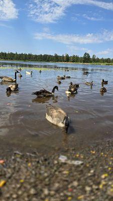 Feeding the ducks at Woodland Lake!