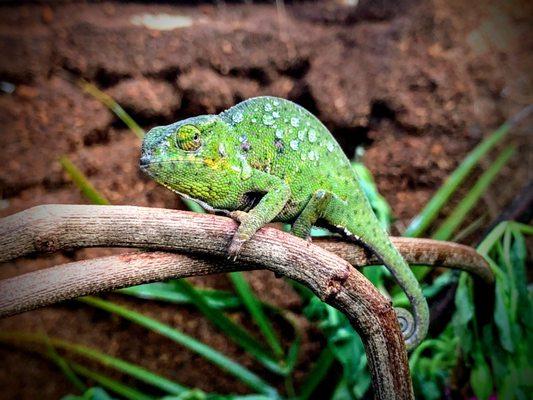 Juvenile furcifer willsii notice how alert she is and not sleeping. You know the norm y'all said willsiis do?