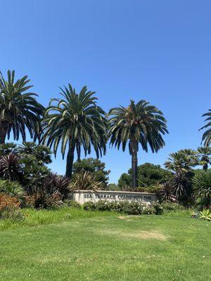 Beautiful palm trees