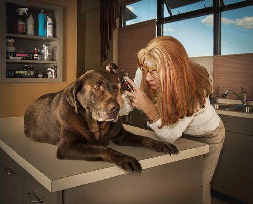 Dr. Amy Randall of the Animal Allergy and Ear Clinic