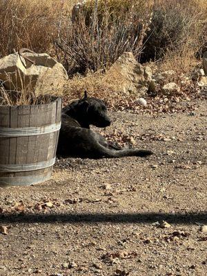 Stella - vineyard dog