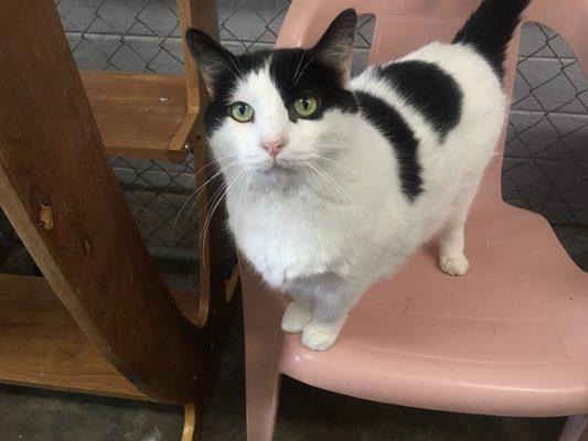 Mr. Spot, came to ARK after owner aged out of her home & went into a nursing home. He likes to eat. A lot.