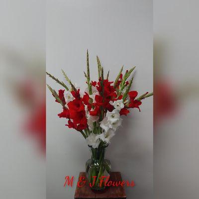 Red And White Gladiolus