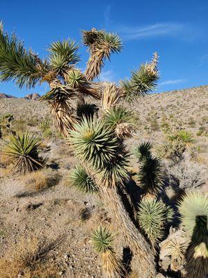 Joshua Tree