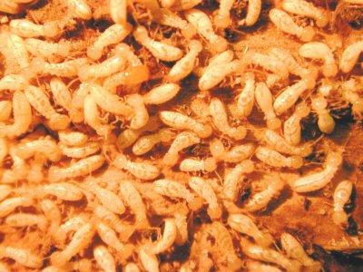 Subterranean Termites