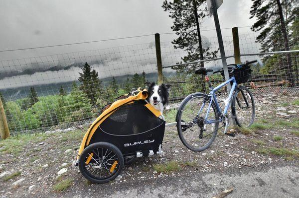 Dog wagon available to rent or buy. #Tailwagon