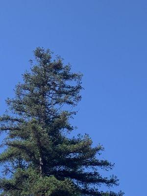 Nest Of Two Red Tail Hawks Rite Behind Restaurant.