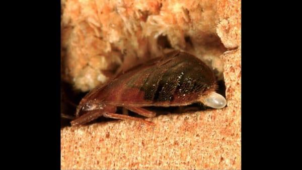 Bed bug laying an egg.