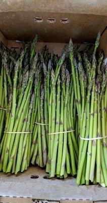 Local Asparagus