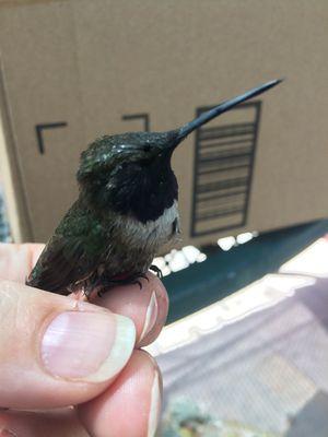 Black Chinned Hummingbird being rehabilitated