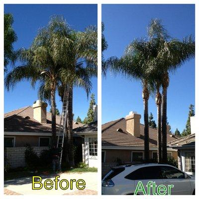 Palm Tree Trimming Services