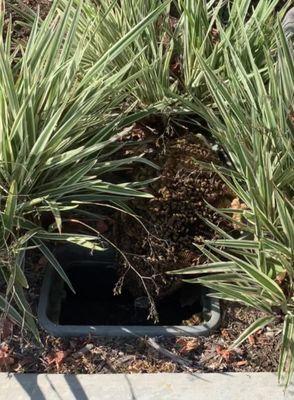 Good size bee hive inside this irrigation control box