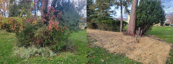 Before & after of our landscaping