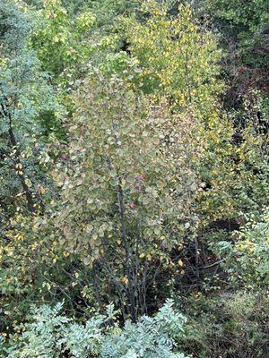 Early Fall foliage