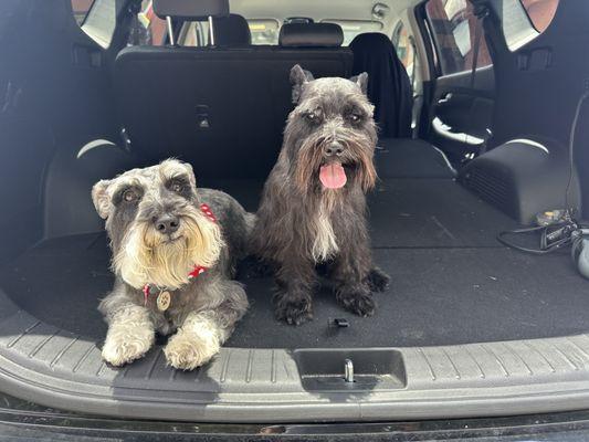 Milo (black miniature Schnauzer) & Lola (Salt & pepper miniature schnauzer)