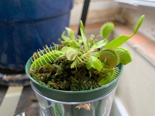 My fly trap!