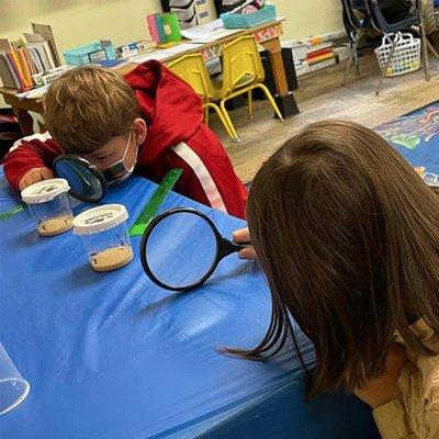 Students in Suite A have some new friends! They're caring for and observing painted lady caterpillars in their classroom...