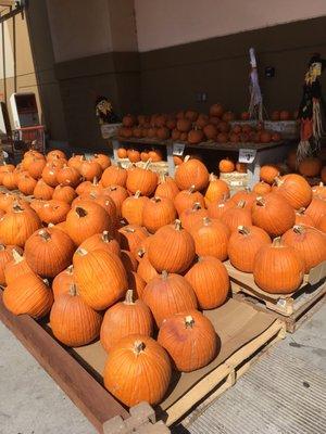 Good prices for pumpkins