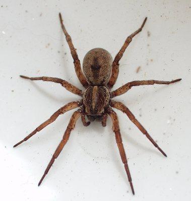 Spiders love homes! We make sure they don't set up shop on your property.