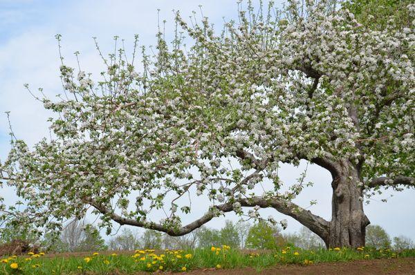 Applecrest Farm Orchards