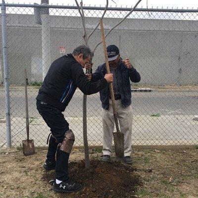 Workers planting a tree