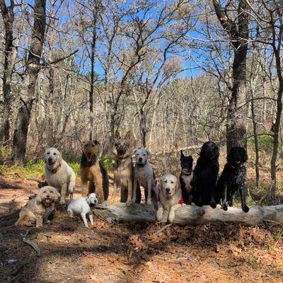 Cape Cod Dog Squad