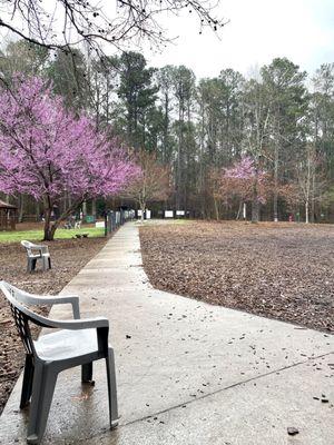 Winter at the dog park