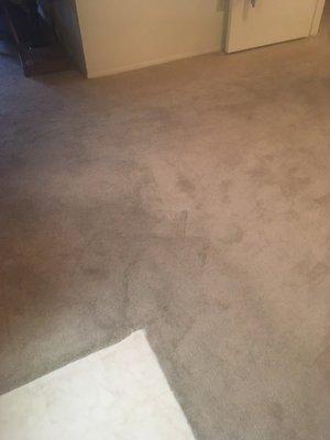 Dirty carpet not worth $479.