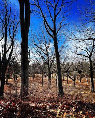 So many trees! I bet it's magnificent in spring and fall!