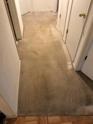 Redwood Carpet and Upholstery Cleaning