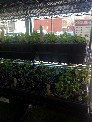 Starters of chard, kale and collard greens growing in the market, for sale and for transplanting in Fidels  (the owner) farm.