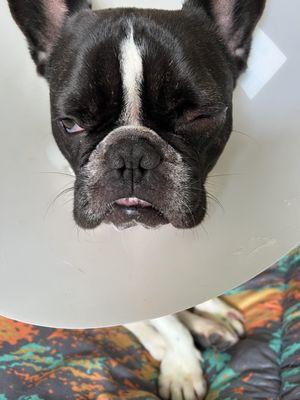 Our dog after the pet visit with his eye swollen shut, on three medications and a sedative.