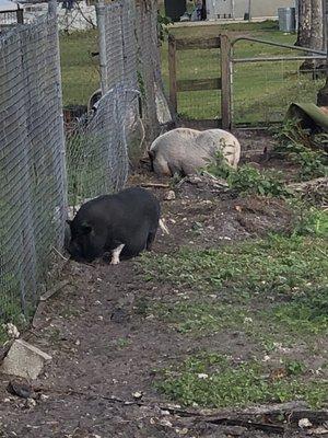 Potbelly pigs on someone's farm across the street