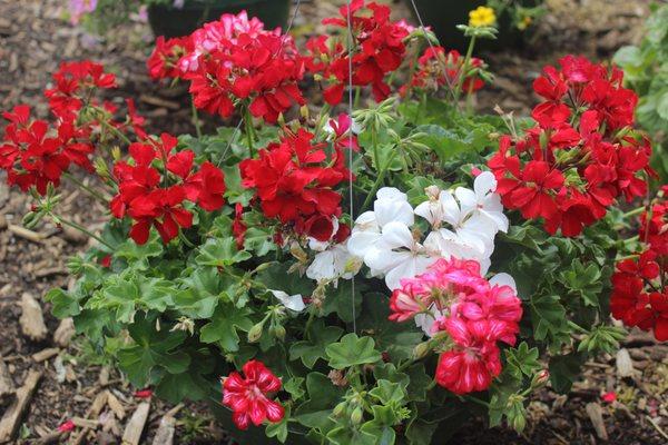 Flowers for Mom! Our hanging baskets make a perfect Mother's Day gift!