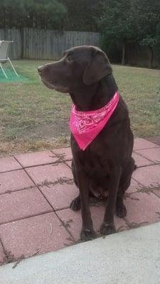 Our Brady showing his support to breast cancer...