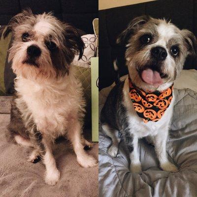 Dexter's before and after! The pumpkin bandana is too cute!