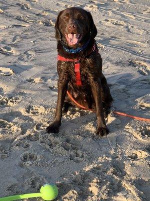 Kona living his best life with a day at the beach!