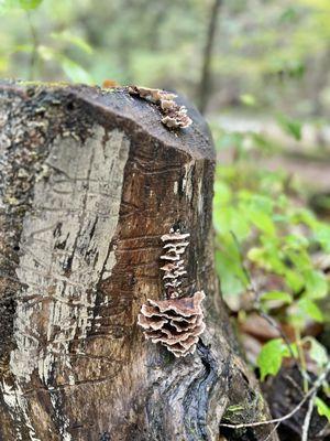 Mushrooms