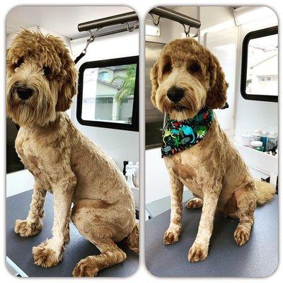 Something To Bark About to the Rescue! Bailey Enjoyed His Stress-Free Groom!